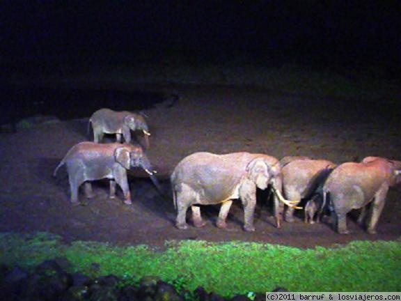 Kenia 2005
Manada de elefantes en el Parque Aberdares
