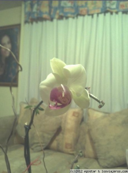 Orquídea solitaria
Después de varios días finalmente floreció.
