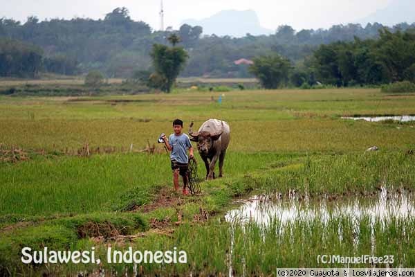 TANA TORAJA IV - SULAWESI 2018. DIARIO PRÁCTICO (1)