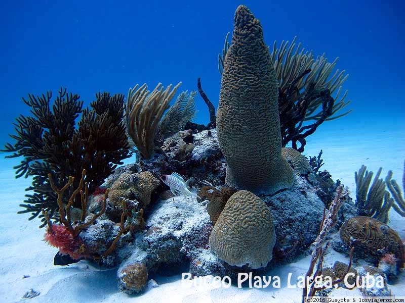 Secretos Bajo el Mar en Centroamérica