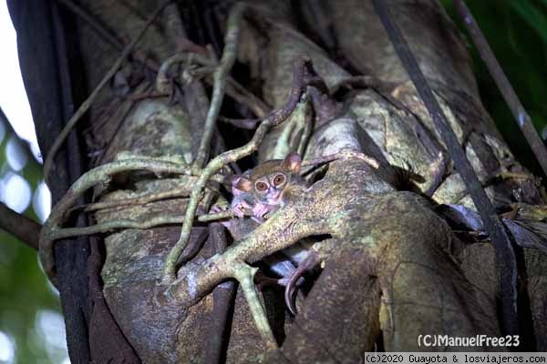 PARQUE NACIONAL TANGKOKO. LOS TARSIUS
Viven en pequeños grupo y son de hábitos nocturnos. Son carnívoros y durante la noche van en busca de comida. Se alimentan de insectos. Además de escorpiones, arañas y pequeños vertebrados. La verdad es que parecen muñecos colocados en el árbol hasta que, de un salto, cambian de rama.
