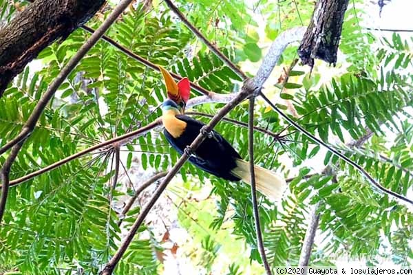 PARQUE NACIONAL TANGKOKO
Tuvimos que caminar un buen trecho, localizar un nido y esperar un rato, pero tuvimos la recompensa de ver al hornbill a nuestro antojo. Impresionante animal.
