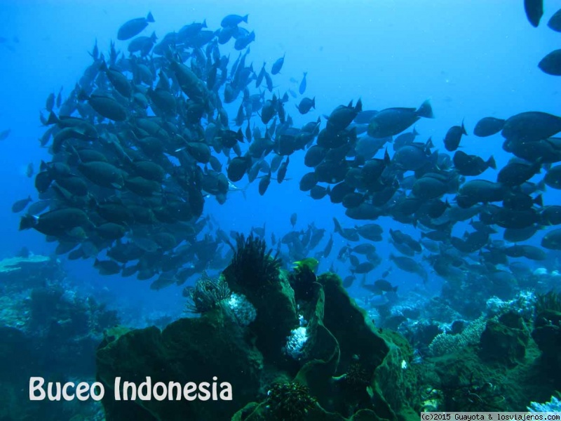 Compañeros Bali, Komodo y Borneo - compartir excursiones
