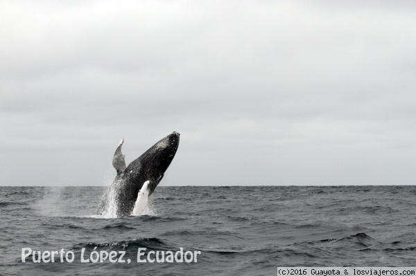 BALLENAS JOROBADAS. PUERTO LÓPEZ. ECUADOR
Puerto López es un lugar muy poco visitado pero con mucho que ofrecer. Avistamientos de ballenas jorobadas, piqueros de patas azules en Isla de la Plata, baños de barro sulfuroso en la Laguna Negra.....

