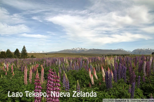 LAGO TEKAPO
Alrededor del lago los paisajes también son impresionantes.
