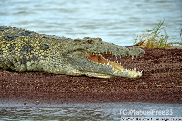 PARQUE NACIONAL DE NECHISAR
Creado en 1974, se encuentra ubicado entre el Lago Abbaya y el Lago Chamo. Aquí dicen que se pueden ver, en completa libertad, cebras, gacelas, leopardos, hipopótamos y cocodrilos, aunque nosotros sólo vimos los dos últimos.
