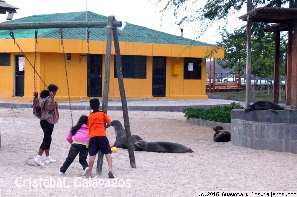 LOBOS MARINOS. ISLAS GALAPAGOS. ECUADOR
En la isla Cristóbal, los lobos marinos campan a sus anchas. Ellos son los dueños y señores de la isla.
