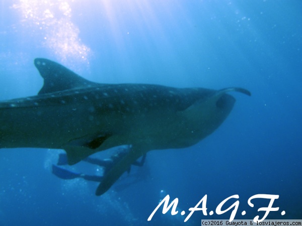 TIBURON BALLENA EN ATOLÓN MAAMIGILI
Y al fin lo vimos. El impresionante y pacífico tiburón ballena. Nadar a su lado es otra de las 