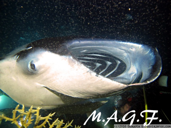 BUCEO NOCTURNO CON MANTAS
Impresionante buceo nocturno con mantas mientras observas cómo se alimentan de plancton.
