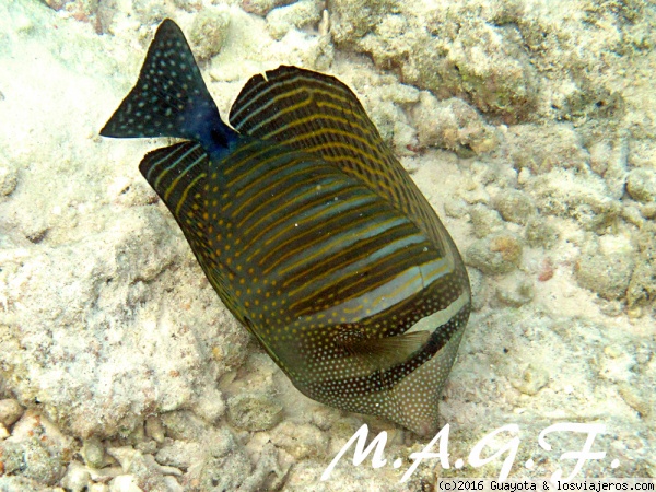 BUCEO EN MALDIVAS
Peces del los arrecifes de coral de Maldivas.
