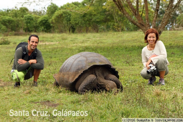 TORTUGAS. ISLAS GALÁPAGOS. ECUADOR
Las tortugas en la isla de Santa Cruz es encuentran en libertad por toda la isla, aunque la manera más fácil de verlas es ir a una de las granjas ecológicas existentes.
