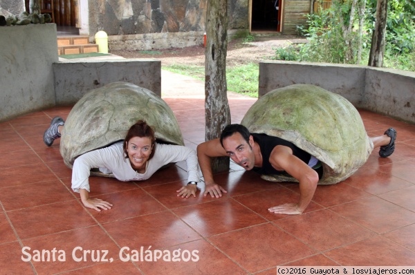 TORTUGAS. ISLAS GALÁPAGOS. ECUADOR
En algunos lugares tienen caparazones de tortugas vacíos para que puedas ver realmente el tamaño que pueden alcanzar estos animales.
