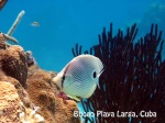 BUCEO EN BAHIA DE COCHINOS. CUBA