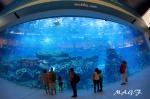 ACUARIO DEL DUBAI MALL. DUBAI
ACUARIO, DUBAI, MALL, Impresionante, Cuando, estás, pegado, cristal, sensación, estar, realmente, dentro