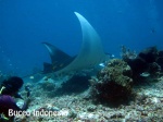 BUCEO EN KOMODO. FLORES