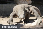 KOMODO DRAGON . RINCA .