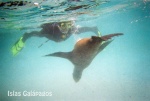 SWIMING WITH SEALS. GALAPAGOS