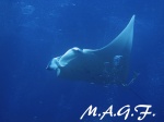 MANTAS RAY IN MOOFUSHI BERU ATOLL