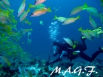 BUCEO EN MALDIVAS