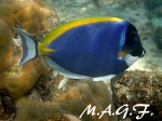 BUCEO EN MALDIVAS
BUCEO, MALDIVAS, Peces, Maldivas, arrecifes, coral