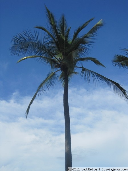 Palmera Isla Tortuga Costa Rica
Isla Tortuga
