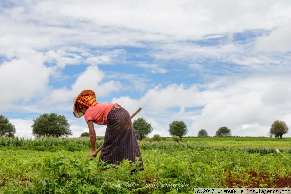 campesino
vida local en el estado shan
