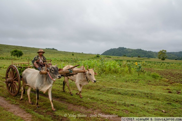 campesino
vida local
