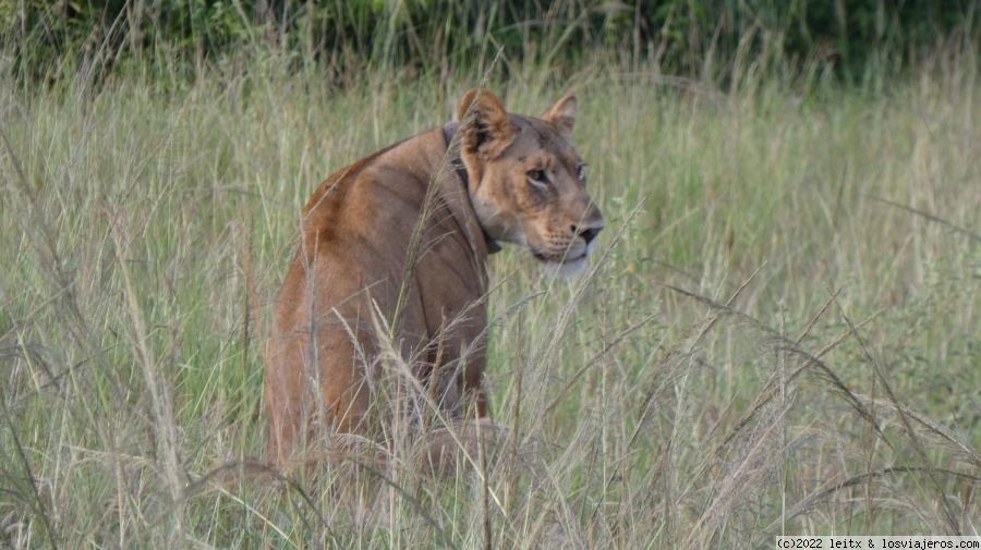 Días 8 y 9: Queen Elisabeth National Park - Uganda 2022 (7)