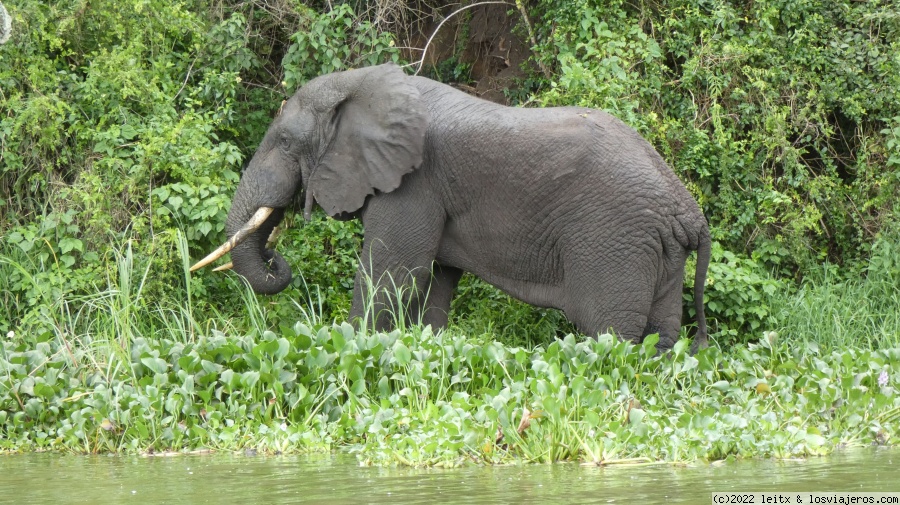 Días 8 y 9: Queen Elisabeth National Park - Uganda 2022 (15)