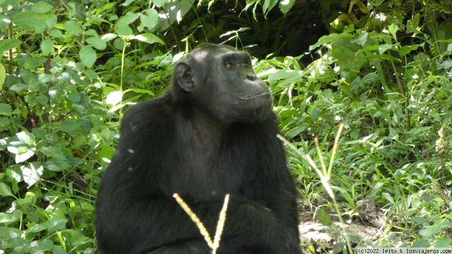 Día 9: Chimpancés en Kyambura Gorge - Uganda 2022 (7)