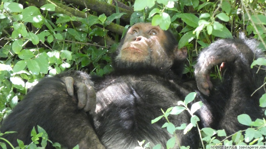 Día 9: Chimpancés en Kyambura Gorge - Uganda 2022 (5)