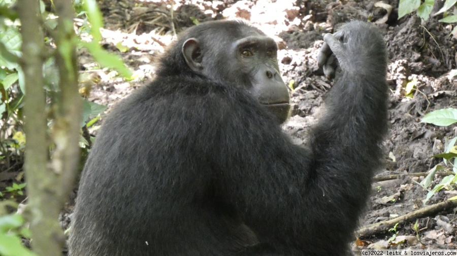 Día 9: Chimpancés en Kyambura Gorge - Uganda 2022 (6)