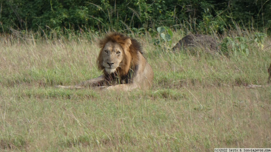 Días 8 y 9: Queen Elisabeth National Park - Uganda 2022 (6)