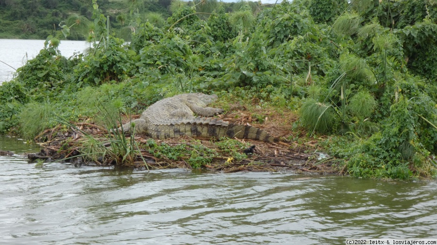 Días 8 y 9: Queen Elisabeth National Park - Uganda 2022 (16)