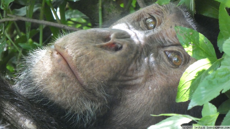 Día 9: Chimpancés en Kyambura Gorge - Uganda 2022 (4)