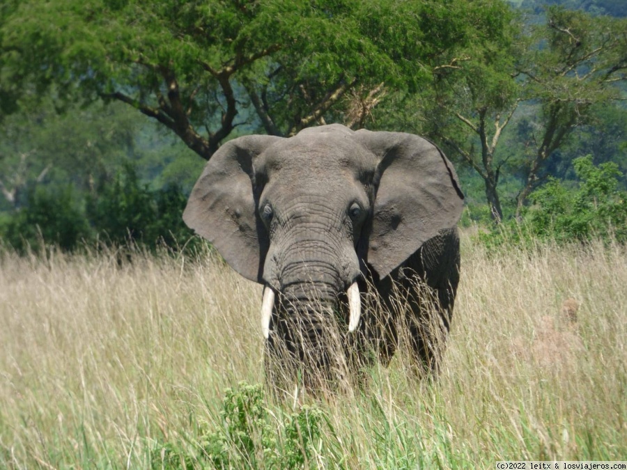 Día 6: Escuela en Ruhija y depredadores en Queen Elisabeth National Park - Uganda 2022 (6)