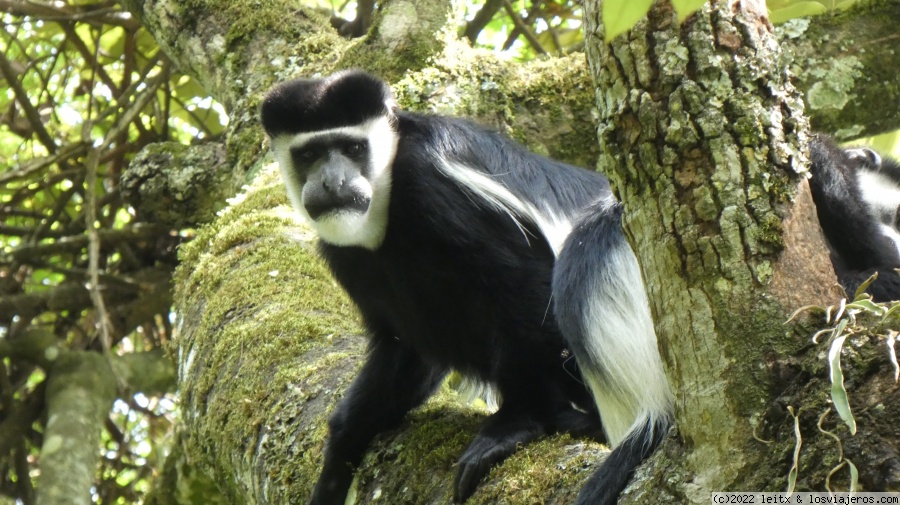 Días 10, 11 y 12 Crater Lakes, lago Nyamirima, lago Nkuruba y humedal Bigodi - Uganda 2022 (6)