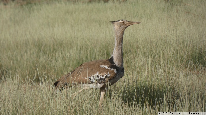 Reserva Nacional de Samburu y poblado Samburu - Increíble Kenia por libre, 2020 (6)