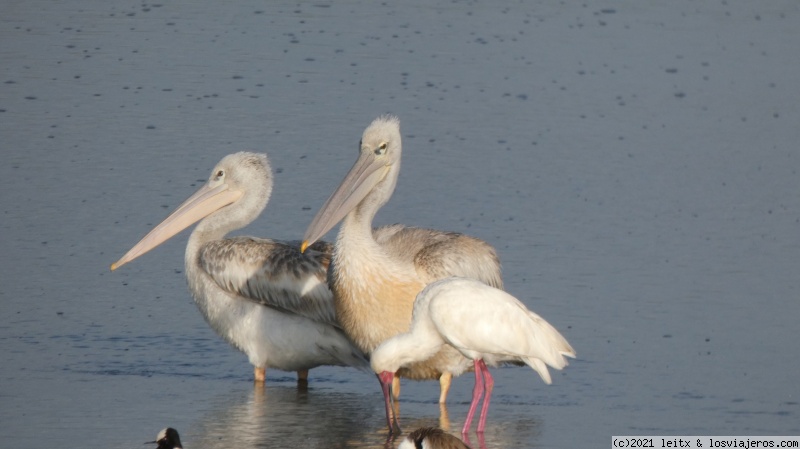 Parque Nacional Lago Nakuru - Increíble Kenia por libre, 2020 (11)