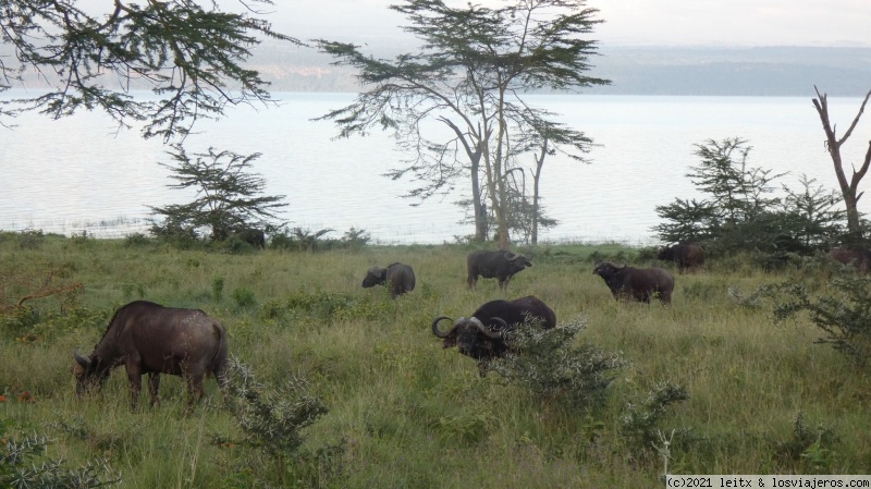 Parque Nacional Lago Nakuru - Increíble Kenia por libre, 2020 (3)