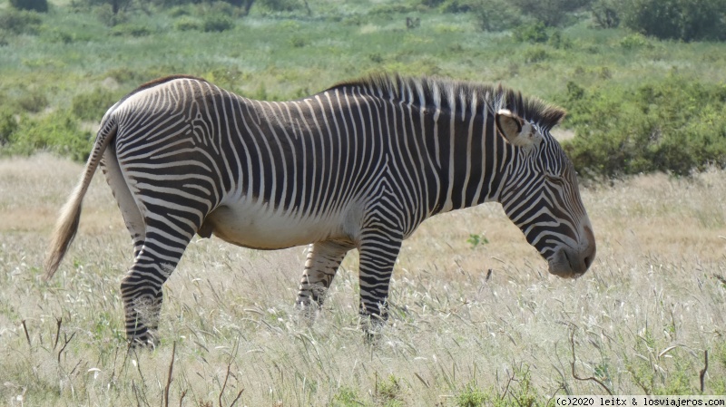 Increíble Kenia por libre, 2020 - Blogs de Kenia - Reserva Nacional de Samburu (6)