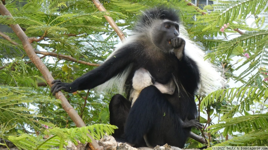 Diani Beach y Kisite Marine National Park - Increíble Kenia por libre, 2020 (2)