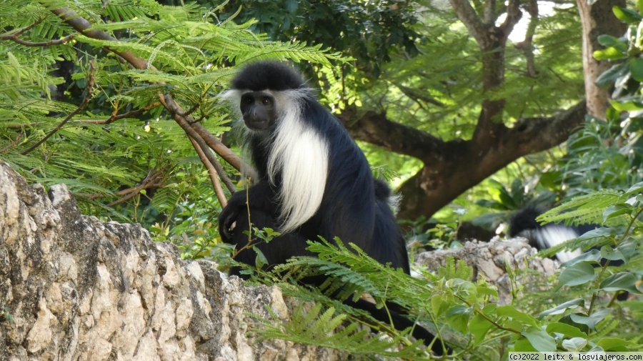 Diani Beach y Kisite Marine National Park - Increíble Kenia por libre, 2020 (1)