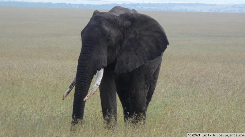 Increíble Kenia por libre, 2020 - Blogs de Kenia - Masai Mara, por fin las leonas....¡y la gran familia! (12)