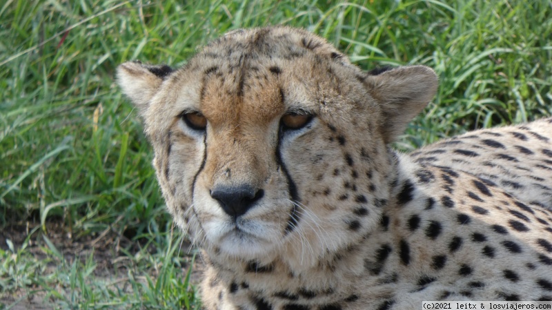 Masai Mara, por fin las leonas....¡y la gran familia! - Increíble Kenia por libre, 2020 (15)