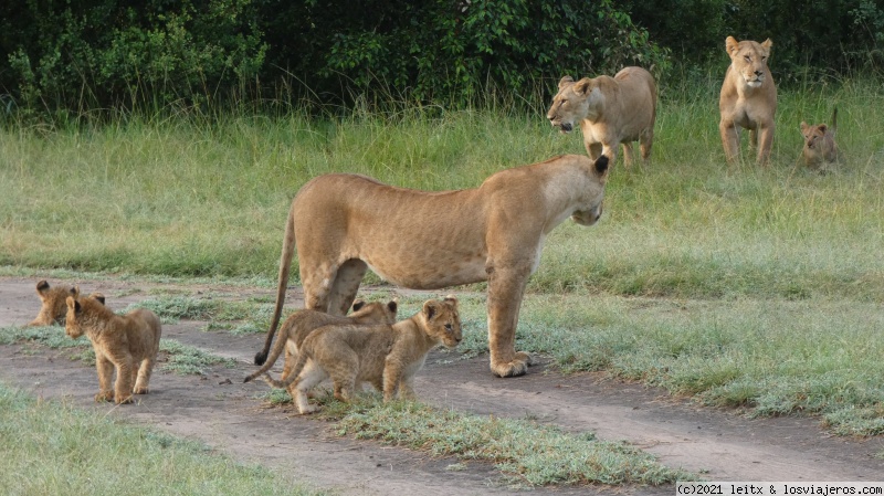 Masai Mara, por fin las leonas....¡y la gran familia! - Increíble Kenia por libre, 2020 (1)