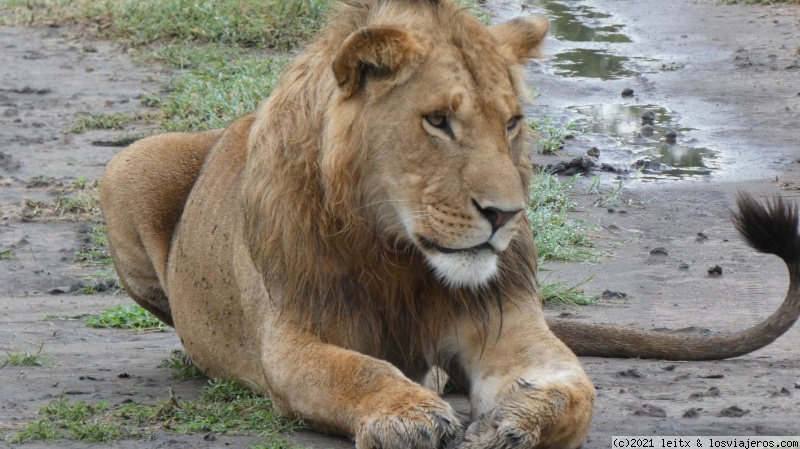 Masai Mara, por fin las leonas....¡y la gran familia! - Increíble Kenia por libre, 2020 (2)