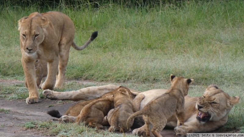 Masai Mara, por fin las leonas....¡y la gran familia! - Increíble Kenia por libre, 2020 (3)
