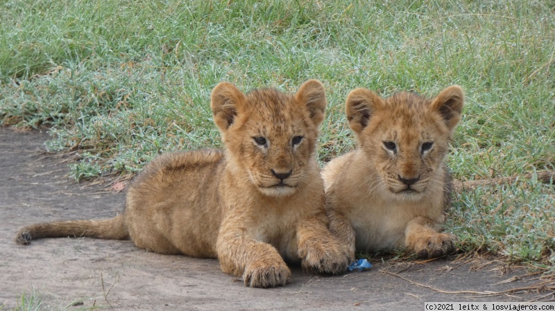 Increíble Kenia por libre, 2020 - Blogs de Kenia - Masai Mara, por fin las leonas....¡y la gran familia! (4)
