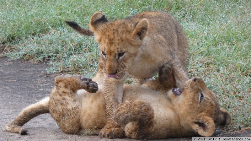 Increíble Kenia por libre, 2020 - Blogs de Kenia - Masai Mara, por fin las leonas....¡y la gran familia! (5)